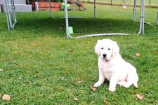 Gessie 12