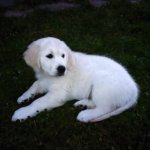 Drago 08