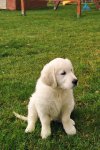 Gessie 20