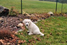 Gessie 11