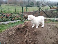 Gessie 18