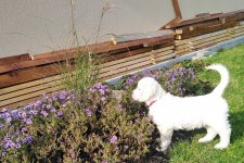 Gessie 10