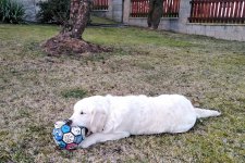Gessie 33