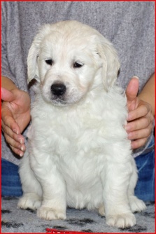 Gessie 01