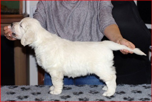 Gessie 02